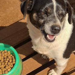 Investigado por apologia a maus-tratos a animais reconhece crime e pagará pena de prestação pecuniária