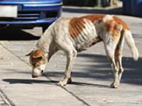 Ministério Público pede suspensão de abate de animais em Porto Belo
