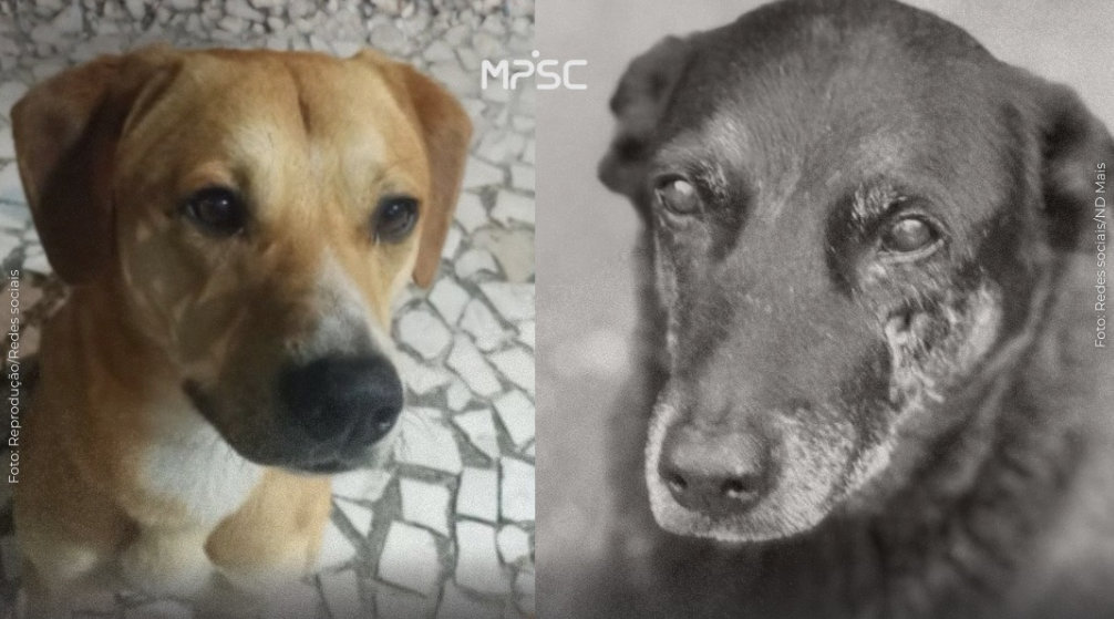 Caso dos cães da Praia Brava - Perguntas Frequentes